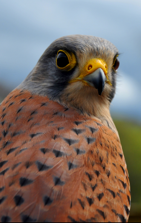 Close-up photo of a kestrel