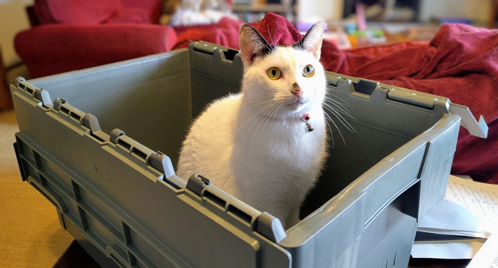 Handsome white cat sitting in a grey crate